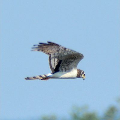 Collard Forest Falcon (2)